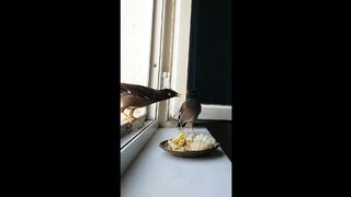 funny birds fight for food.