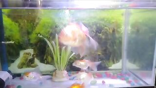 Ikan hias ku