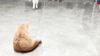 my cat is my favorite 2