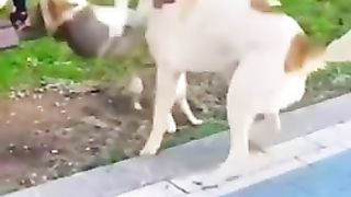 Funny Animal Clips