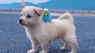 Puppy having fun with bird