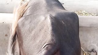 Animals 34