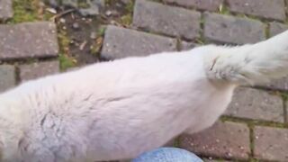 Unbelievable Cat Tricks That Will Leave You in Stitches! 2023 Edition 3