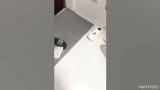 Funny cats 78