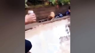 Best Funniest Animals Videos ???? - Funny Dogs And Cats Videos 2023???? #8 2