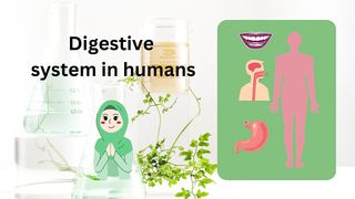 Digestive system in humans