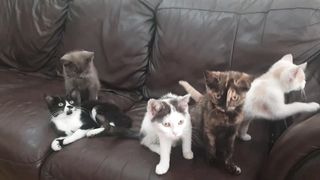 Cute Stray Kittens