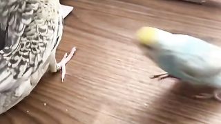 OMG! VERY CUTE PARROTS YOU EVER KNOW!