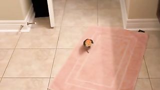 THIS PARROT TAKE A SHOWER? fr?