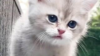 This Kitten Make Me Smile