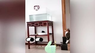 Funny ???? cat's