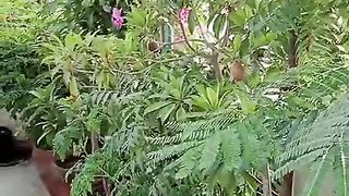 Gardening 3