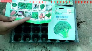 How to grow winter vegetables in home