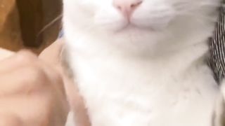 funny animal, funny cat
