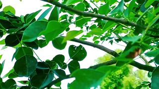Nature Status Video | Beautiful Scenery | Natural View | Calming