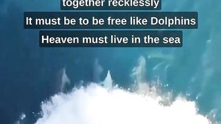 Dance with Dolphins on sea