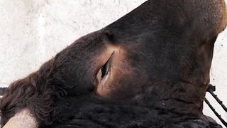 This is My Most Brutal Recipe! Cooked a Huge Beef Head for 6 hours straight food