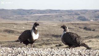 Grpatir sace grouse 4k