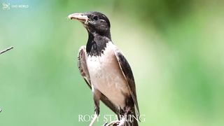 ROSY STARLING 4k