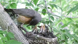 ROBIN  CHICK 4k