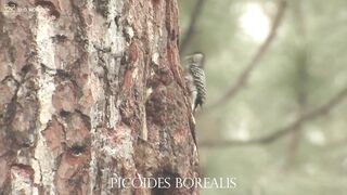 PICOIDES BOREALIS 4k