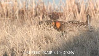 GREATER PRAIRIE CHICKEN 4k