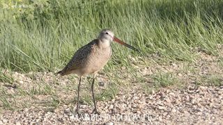 Marbled godwit 4k