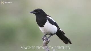 MAGPIES PICA PICA PERCHED4k