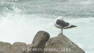 EUROPEAN HERRING GULL 4k