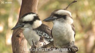 LAUGHING KOOKABURRA 4k