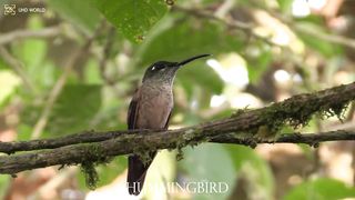 HUMMINGBIRD4k