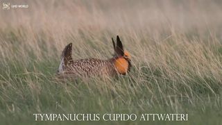 TYMPANUCHUS CUPIDO ATTWATERI 4k