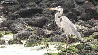 GREAT BLUE HERON 4k