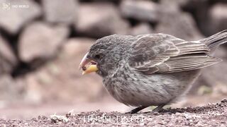 HOUSE FINCH 4k 2