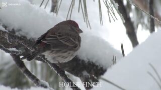 HOUSE FINCH1 4k 2