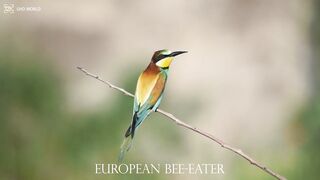 EUROPEAN BEE-EATER 4k