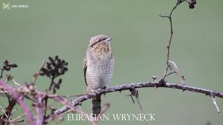 EURASIAN WRYNECK 4k