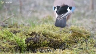 EURASIAN JAY 4k