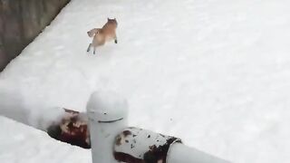 Shiba Inu excited about heavy snow