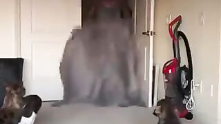 Dogs surprised when their owners disappear
