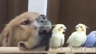 Dogs alongside parakeets