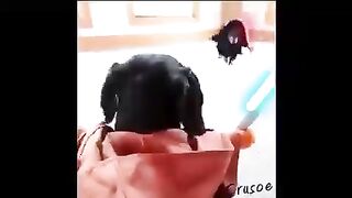 Dog playing Star Wars