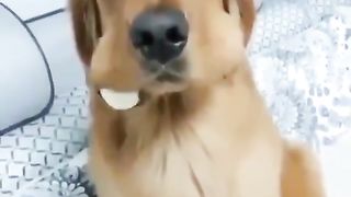 The culprit who stole the boiled egg