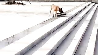 Animaux 3