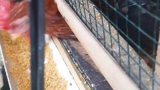 Chicken breakfast 2