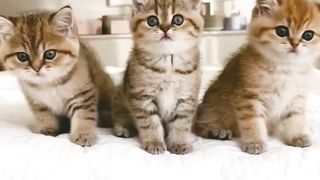 Cutty cats, Funny animals ????????????