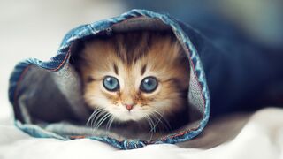 Kittens Dance Well, Funny Animals