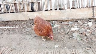 chicken eggs