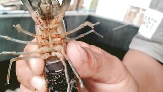 LobsterFarm and SUBSCRAIBE