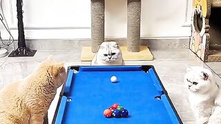 my cat is my favorite 6